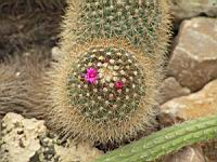 Mammillaria anniana (fam Cactacees) (Mexique) (2) (Photo F. Mrugala)